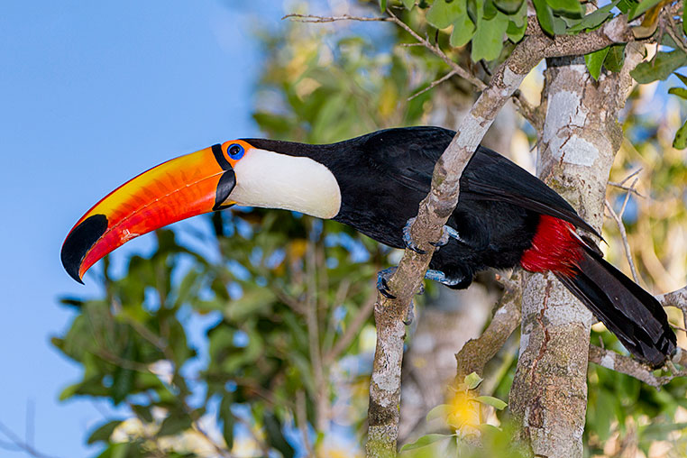 Bilder von Brasiliens Pantanal. Aufgenommen von Benny Rebel auf der Fotosafari 2018 durch das Pantanal. Fotoreisen mit Benny Rebel.
www.Fotosafari-Fotoreise.de