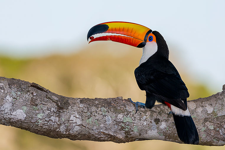 Bilder von Brasiliens Pantanal. Aufgenommen von Benny Rebel auf der Fotosafari 2018 durch das Pantanal. Fotoreisen mit Benny Rebel.
www.Fotosafari-Fotoreise.de
