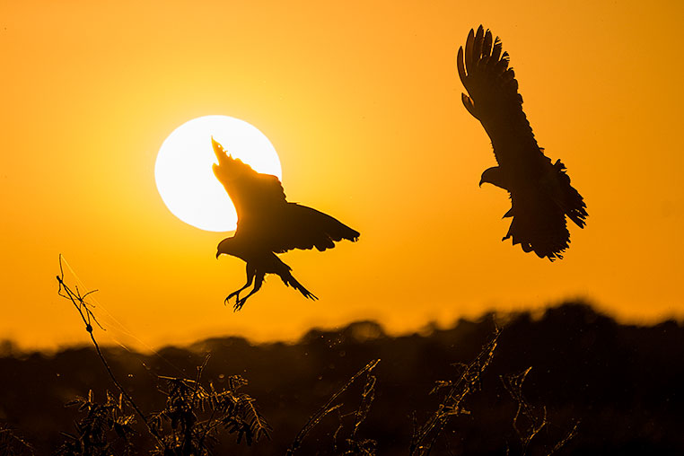 Bilder von Brasiliens Pantanal. Aufgenommen von Benny Rebel auf der Fotosafari 2018 durch das Pantanal. Fotoreisen mit Benny Rebel.
www.Fotosafari-Fotoreise.de