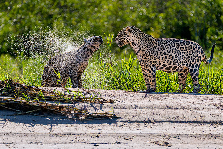 Bilder von Brasiliens Pantanal. Aufgenommen von Benny Rebel auf der Fotosafari 2018 durch das Pantanal. Fotoreisen mit Benny Rebel.
www.Fotosafari-Fotoreise.de