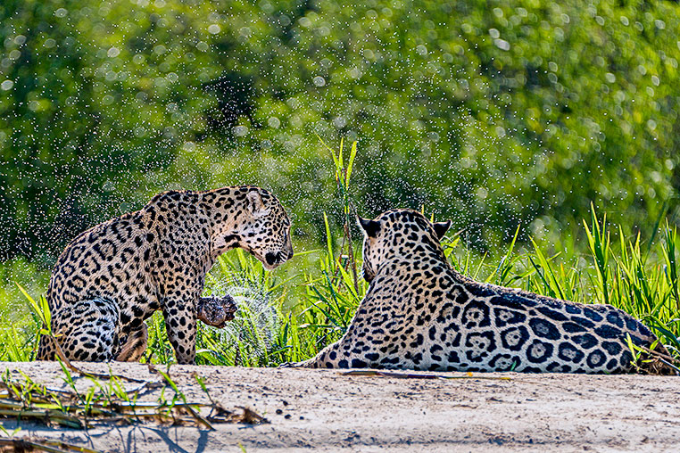 Bilder von Brasiliens Pantanal. Aufgenommen von Benny Rebel auf der Fotosafari 2018 durch das Pantanal. Fotoreisen mit Benny Rebel.
www.Fotosafari-Fotoreise.de