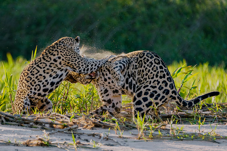 Bilder von Brasiliens Pantanal. Aufgenommen von Benny Rebel auf der Fotosafari 2018 durch das Pantanal. Fotoreisen mit Benny Rebel.
www.Fotosafari-Fotoreise.de