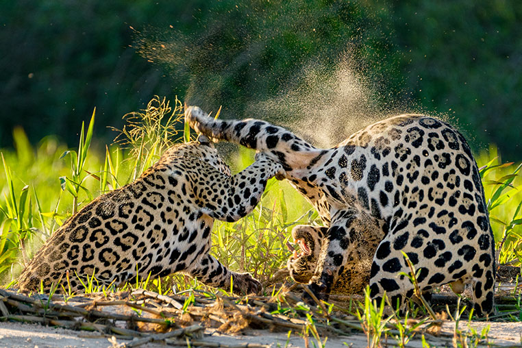 Bilder von Brasiliens Pantanal. Aufgenommen von Benny Rebel auf der Fotosafari 2018 durch das Pantanal. Fotoreisen mit Benny Rebel.
www.Fotosafari-Fotoreise.de
