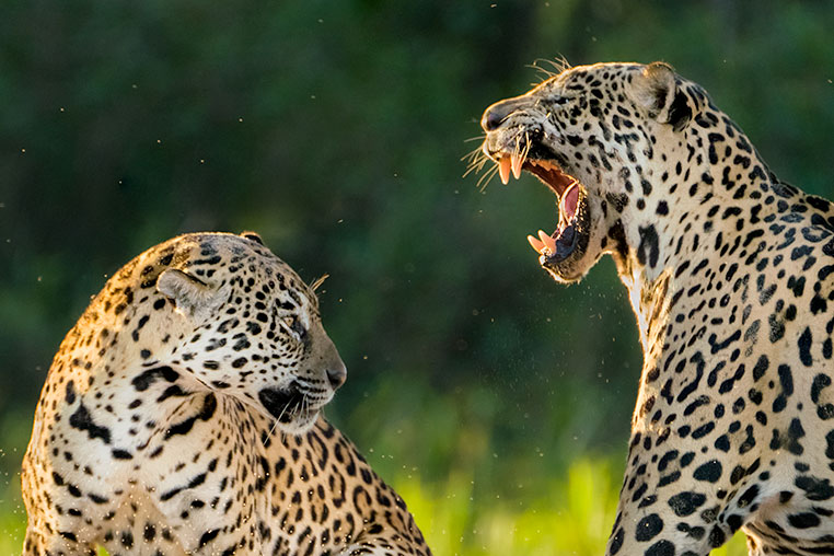 Bilder von Brasiliens Pantanal. Aufgenommen von Benny Rebel auf der Fotosafari 2018 durch das Pantanal. Fotoreisen mit Benny Rebel.
www.Fotosafari-Fotoreise.de