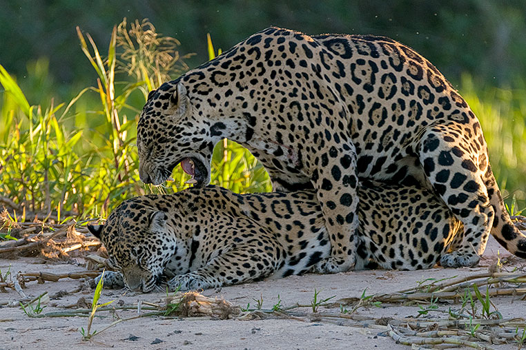 Bilder von Brasiliens Pantanal. Aufgenommen von Benny Rebel auf der Fotosafari 2018 durch das Pantanal. Fotoreisen mit Benny Rebel.
www.Fotosafari-Fotoreise.de