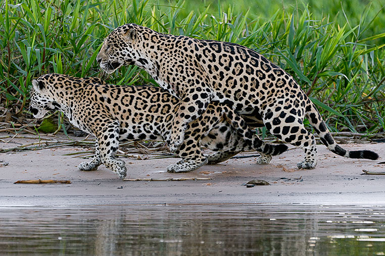 Bilder von Brasiliens Pantanal. Aufgenommen von Benny Rebel auf der Fotosafari 2018 durch das Pantanal. Fotoreisen mit Benny Rebel.
www.Fotosafari-Fotoreise.de