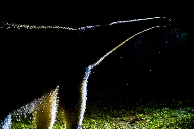 Bilder von Brasiliens Pantanal. Aufgenommen von Benny Rebel auf der Fotosafari 2018 durch das Pantanal. Fotoreisen mit Benny Rebel.
www.Fotosafari-Fotoreise.de