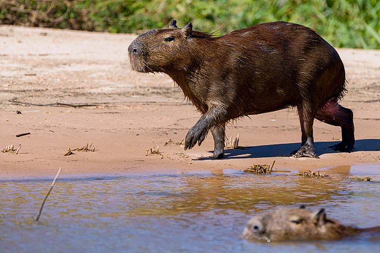 Bilder von Brasiliens Pantanal. Aufgenommen von Benny Rebel auf der Fotosafari 2018 durch das Pantanal. Fotoreisen mit Benny Rebel.
www.Fotosafari-Fotoreise.de