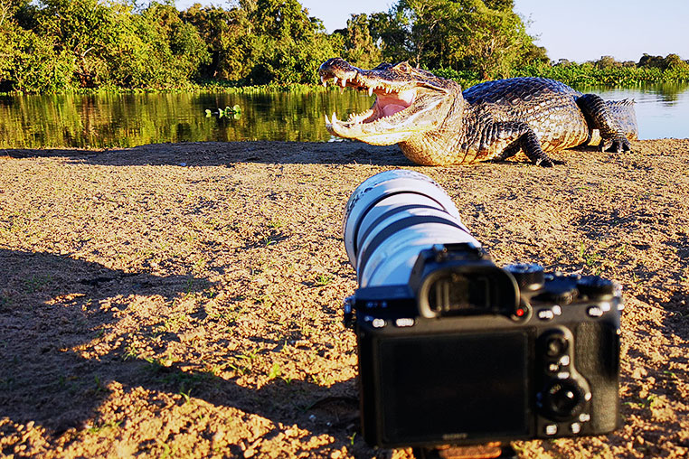 Bilder von Brasiliens Pantanal. Aufgenommen von Benny Rebel auf der Fotosafari 2018 durch das Pantanal. Fotoreisen mit Benny Rebel.
www.Fotosafari-Fotoreise.de