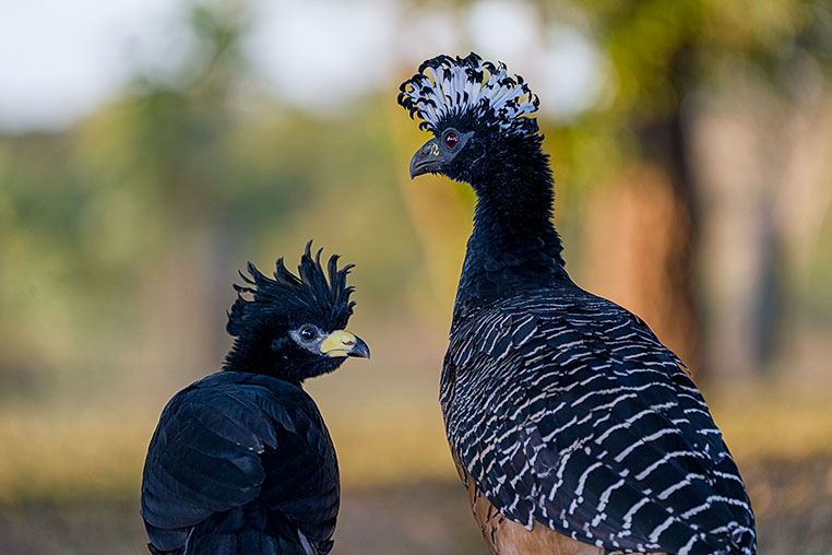 Bilder von Brasiliens Pantanal. Aufgenommen von Benny Rebel auf der Fotosafari 2018 durch das Pantanal. Fotoreisen mit Benny Rebel.
www.Fotosafari-Fotoreise.de