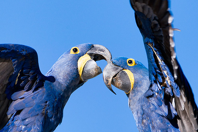 Bilder von Brasiliens Pantanal. Aufgenommen von Benny Rebel auf der Fotosafari 2018 durch das Pantanal. Fotoreisen mit Benny Rebel.
www.Fotosafari-Fotoreise.de