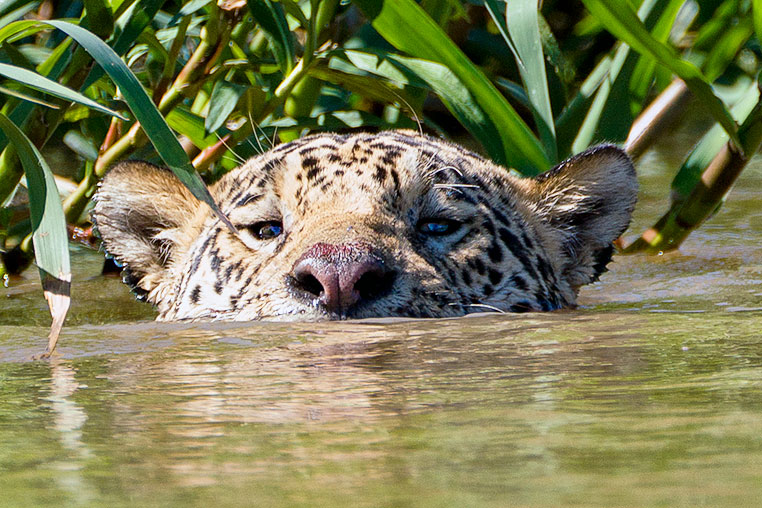 Bilder von Brasiliens Pantanal. Aufgenommen von Benny Rebel auf der Fotosafari 2018 durch das Pantanal. Fotoreisen mit Benny Rebel.
www.Fotosafari-Fotoreise.de