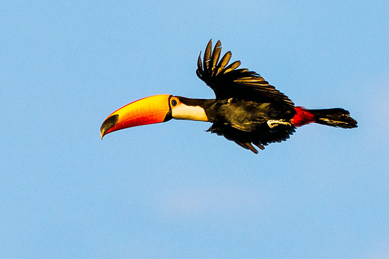 Bilder von Brasiliens Pantanal. Aufgenommen von Benny Rebel auf der Fotosafari 2018 durch das Pantanal. Fotoreisen mit Benny Rebel.
www.Fotosafari-Fotoreise.de