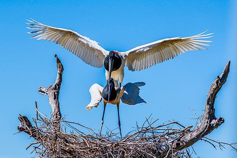 Bilder von Brasiliens Pantanal. Aufgenommen von Benny Rebel auf der Fotosafari 2018 durch das Pantanal. Fotoreisen mit Benny Rebel.
www.Fotosafari-Fotoreise.de