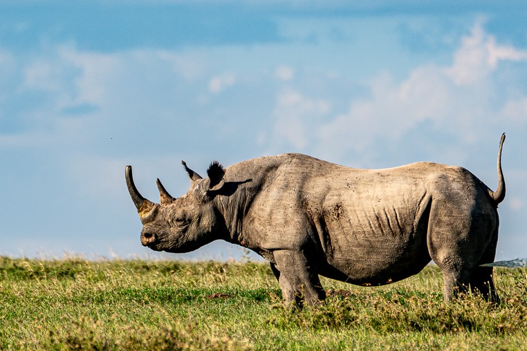 fotoreise-kenia-fotosafari-afrika-nashorn-1