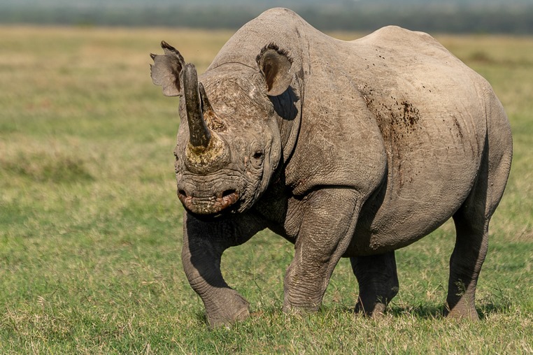 fotoreise-kenia-fotosafari-afrika-nashorn-3