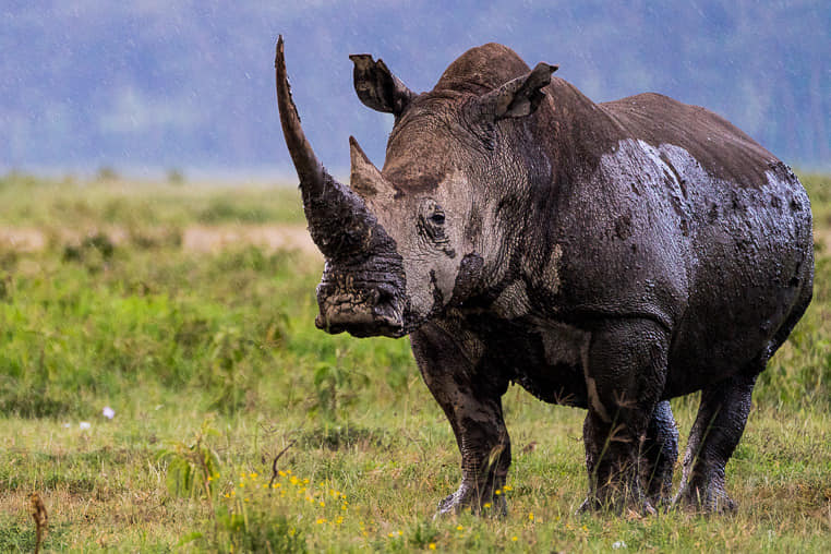 fotoreise-kenia-fotosafari-afrika-tierfotografie-lakenakuru-nashorn-1