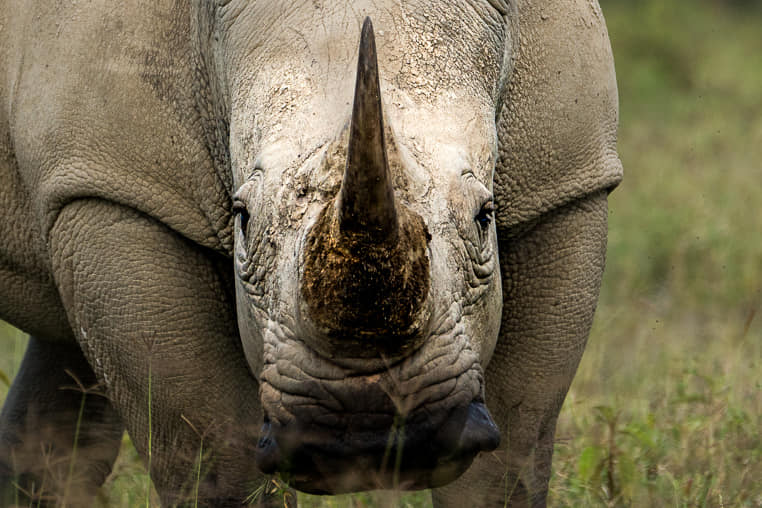fotoreise-kenia-fotosafari-afrika-tierfotografie-lakenakuru-nashorn-3