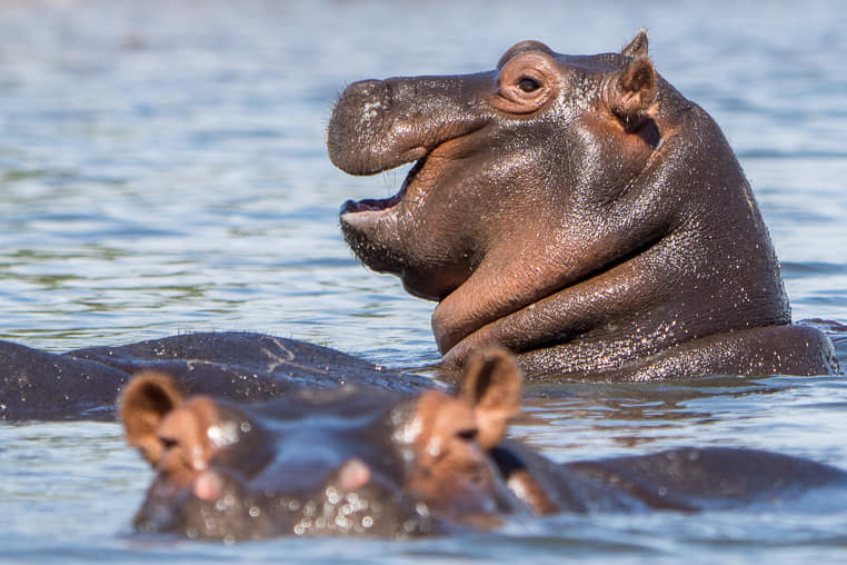 fotoreise-afrika-fotosafari-botswana-flusspferd-1