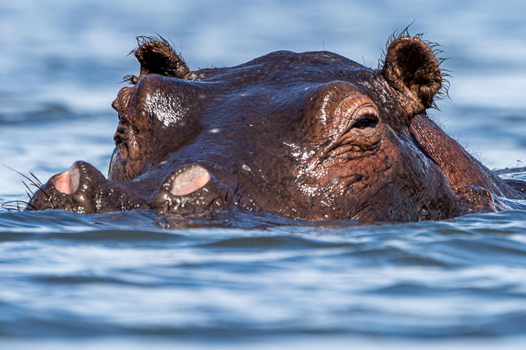 fotoreise-afrika-fotosafari-botswana-flusspferd-2