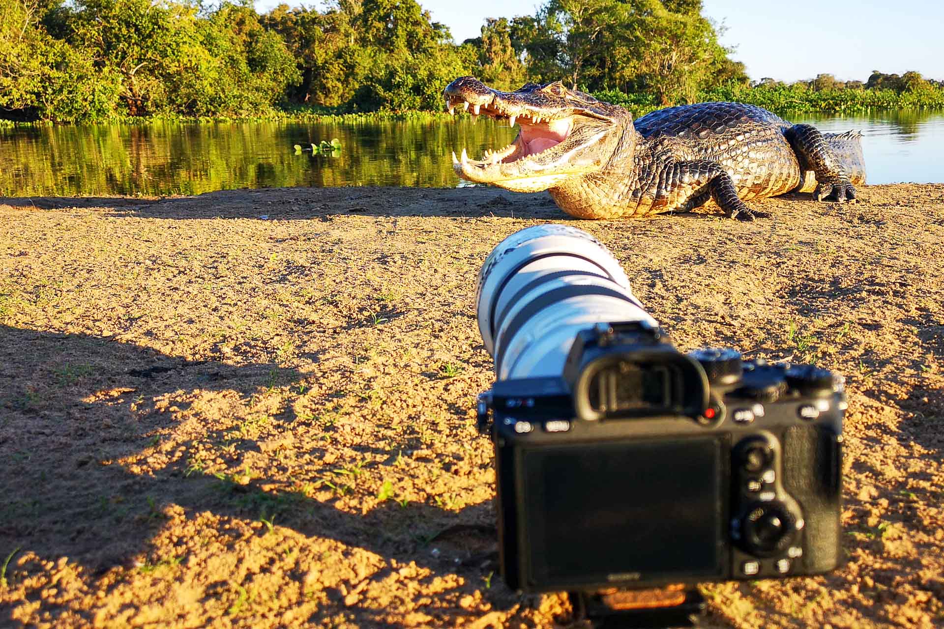 Kamera vor einem Kaiman auf einer Fotoreise im Pantanal in Brasilien - Fotosafari