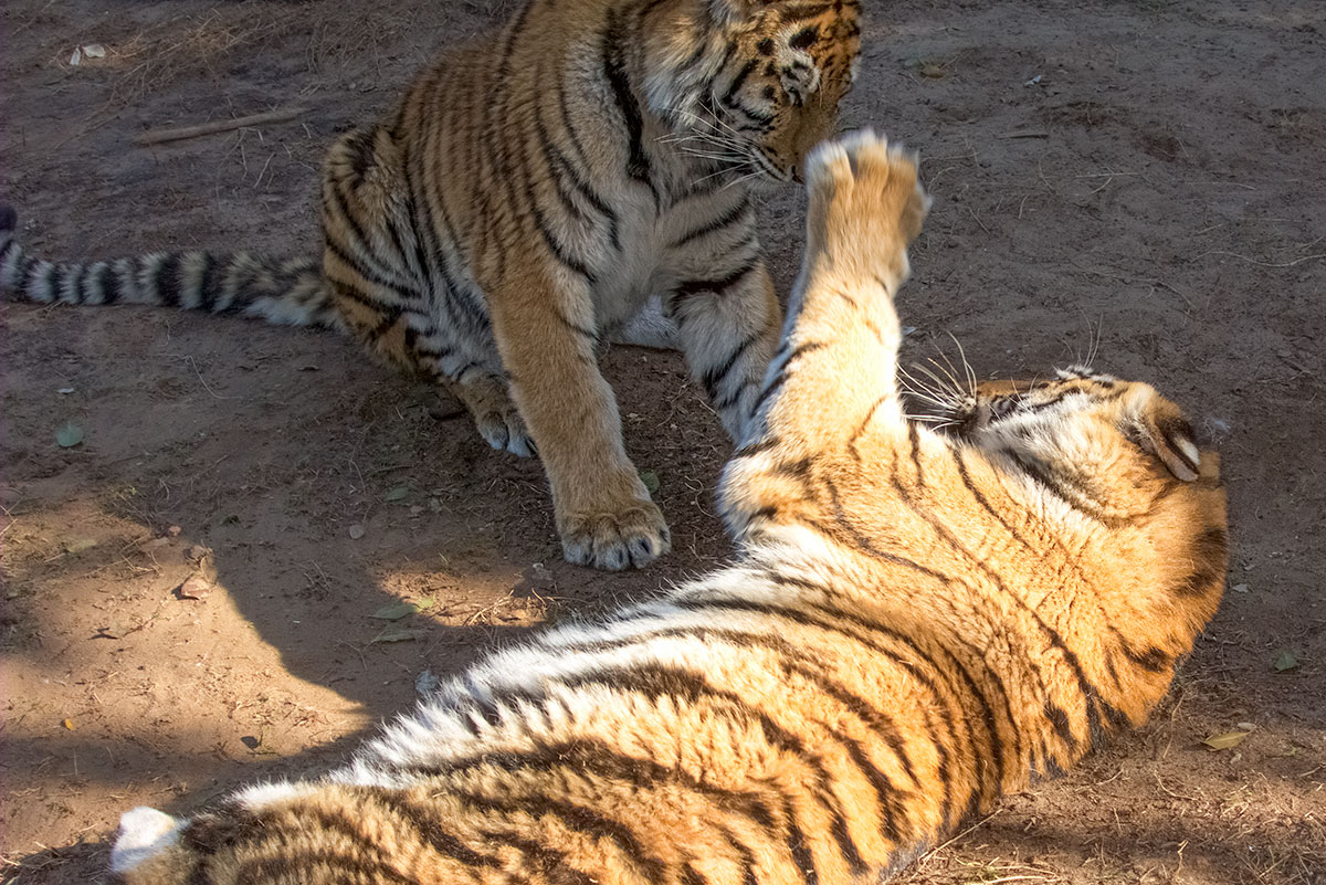 fotoreise_indien_tiger_fotosafari_000