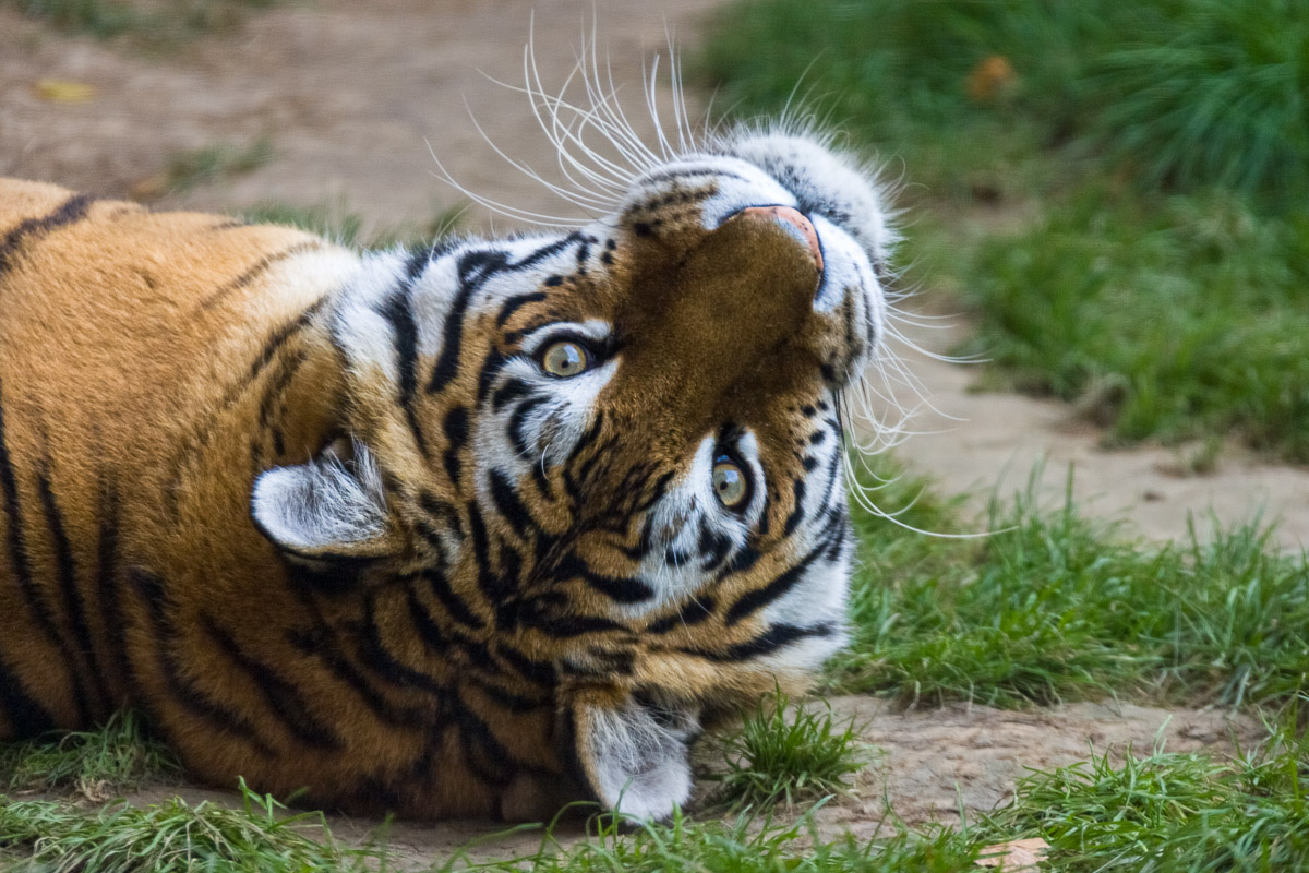 fotoreise_indien_tiger_fotosafari_001