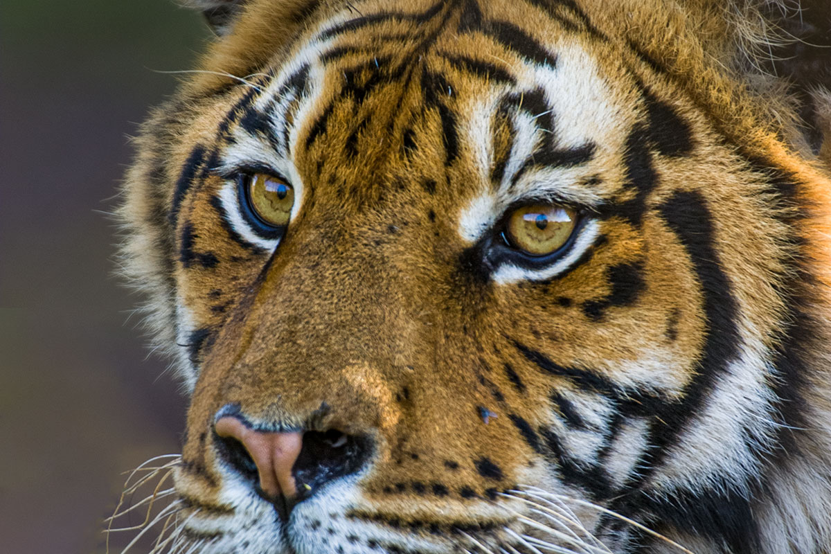 fotoreise_indien_tiger_fotosafari_003