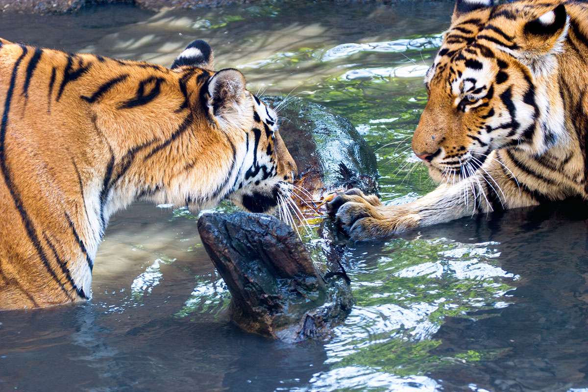 fotoreise_indien_tiger_fotosafari_0076