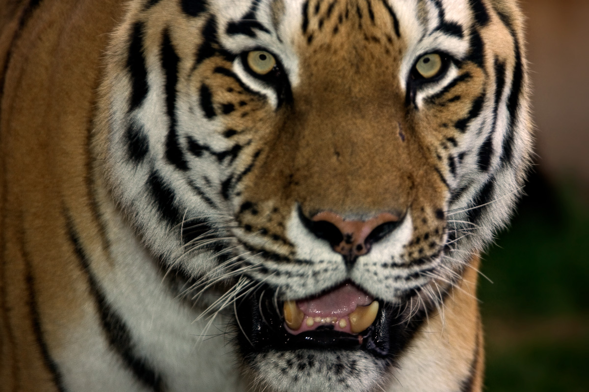 fotoreise_indien_tiger_fotosafari_008