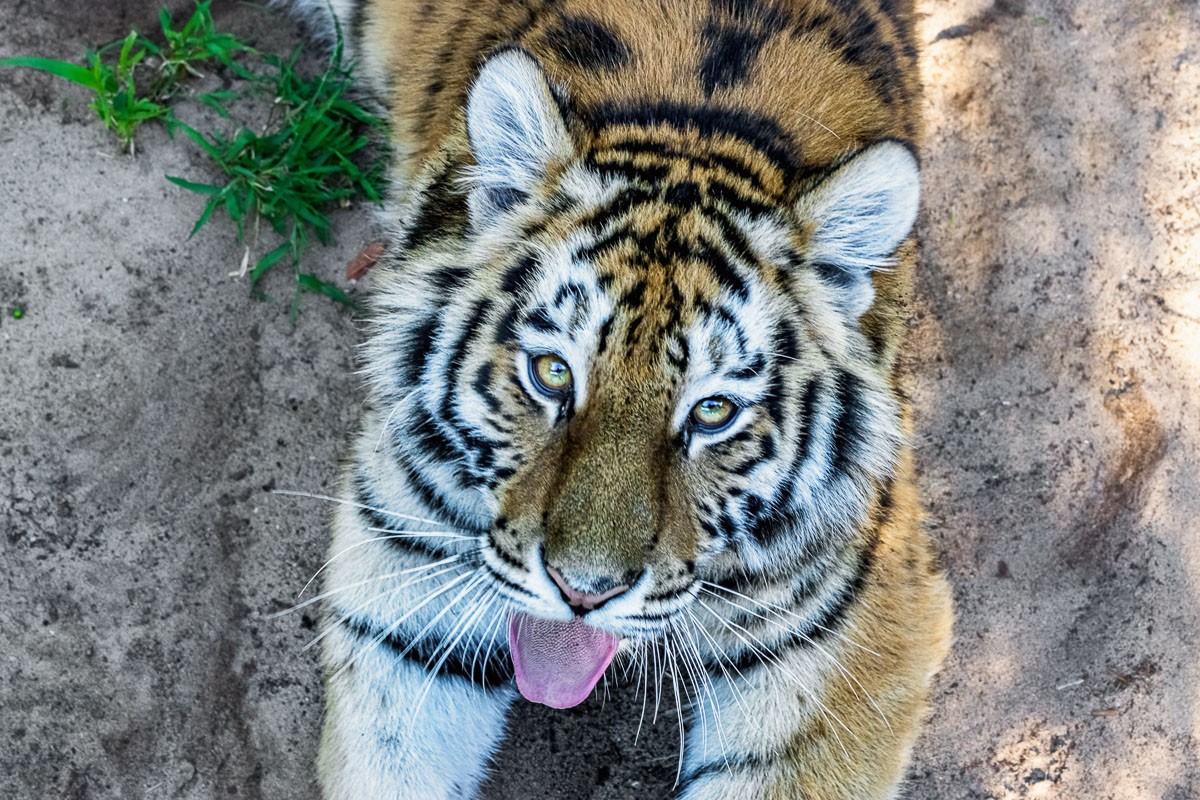 fotoreise_indien_tiger_fotosafari_009