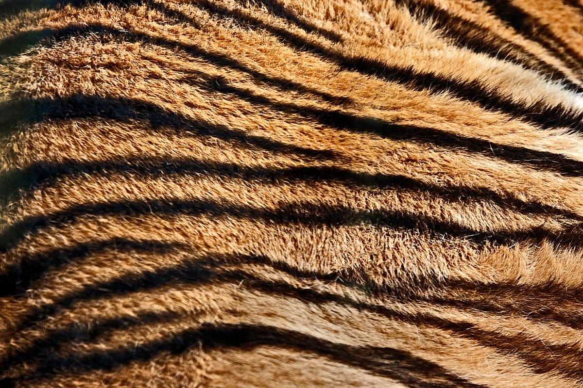 fotoreise_indien_tiger_fotosafari_010