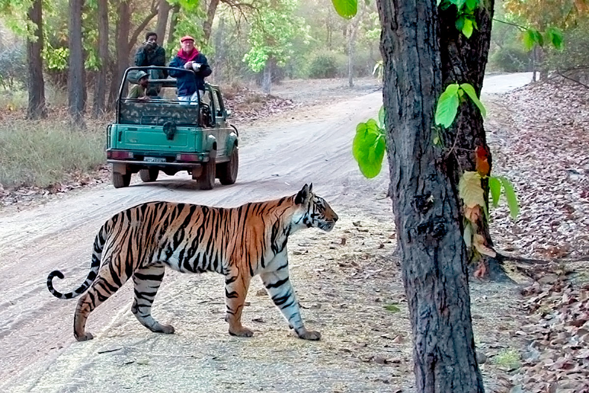 fotoreise_indien_tiger_fotosafari_013