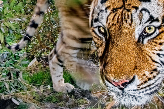 fotoreise_indien_tiger_fotosafari_1