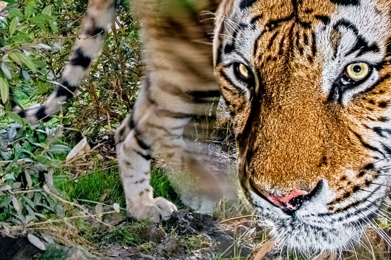 fotoreise_indien_tiger_fotosafari_1