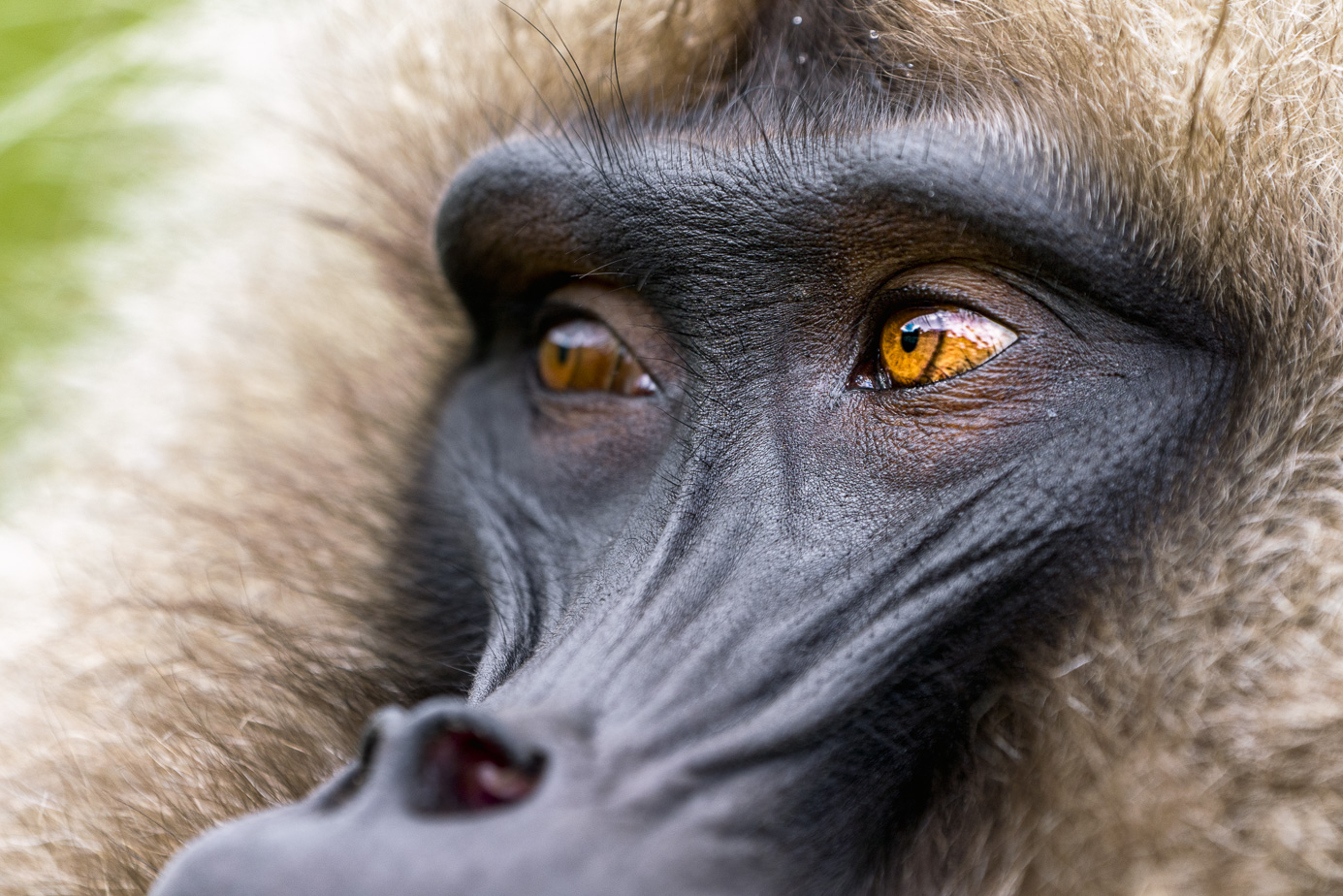 fotoreise-aethiopien-fotosafari-ethiopia-blutbrustpavian-Gelada-29