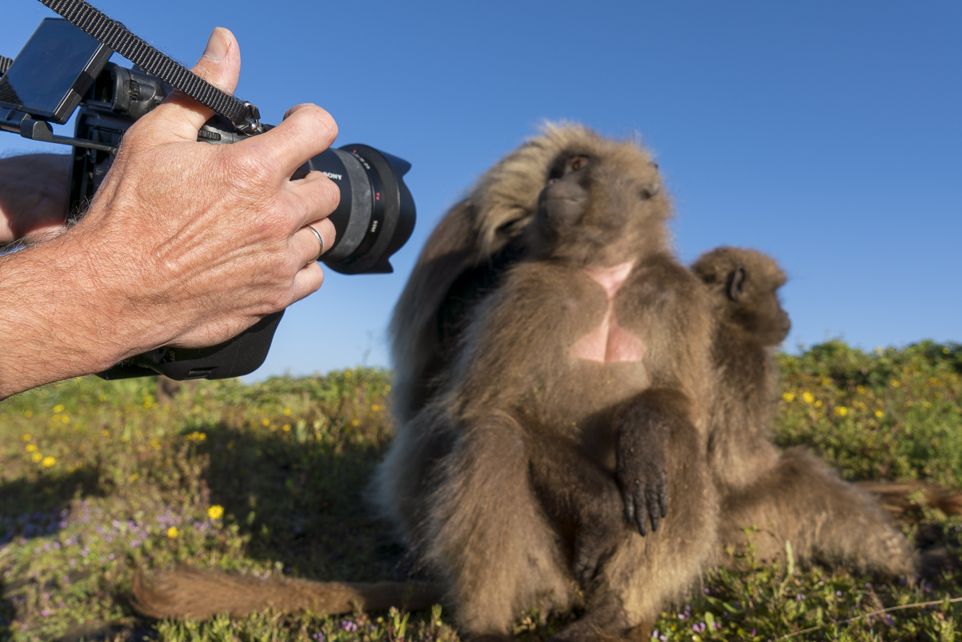 fotoreise-aethiopien-fotosafari-ethiopia-blutbrustpavian-Gelada-30