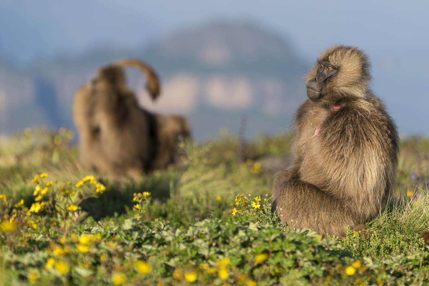 fotoreise-aethiopien-fotosafari-ethiopia-blutbrustpavian-Gelada-33