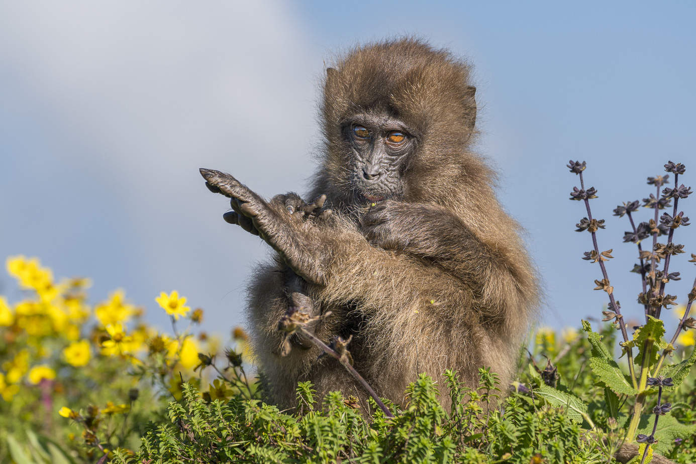 fotoreise-aethiopien-fotosafari-ethiopia-blutbrustpavian-Gelada-37