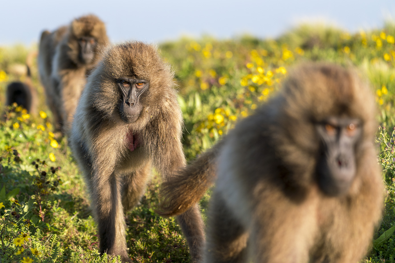fotoreise-aethiopien-fotosafari-ethiopia-blutbrustpavian-Gelada-40