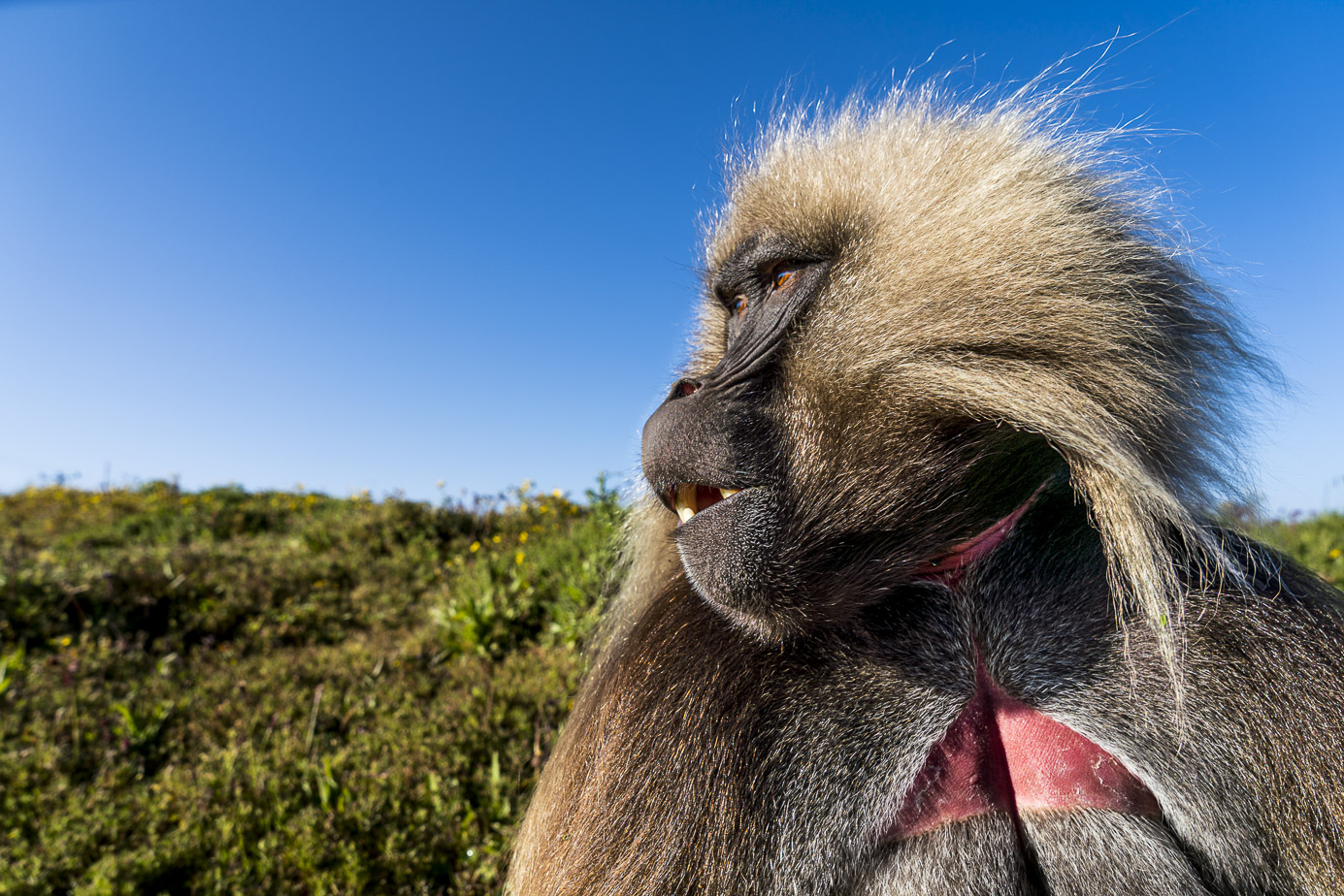 fotoreise-aethiopien-fotosafari-ethiopia-blutbrustpavian-Gelada-42