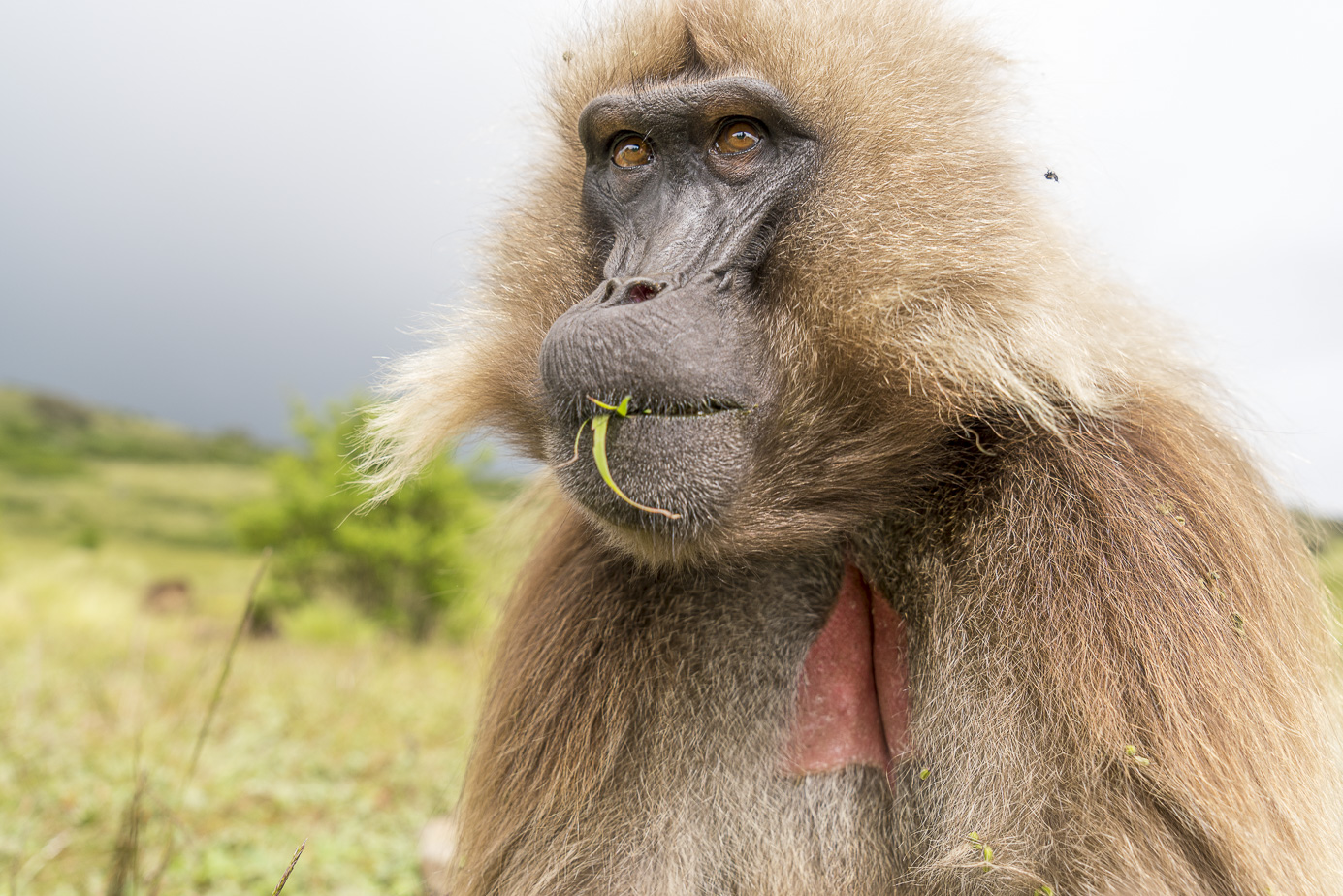 fotoreise-aethiopien-fotosafari-ethiopia-blutbrustpavian-Gelada-43