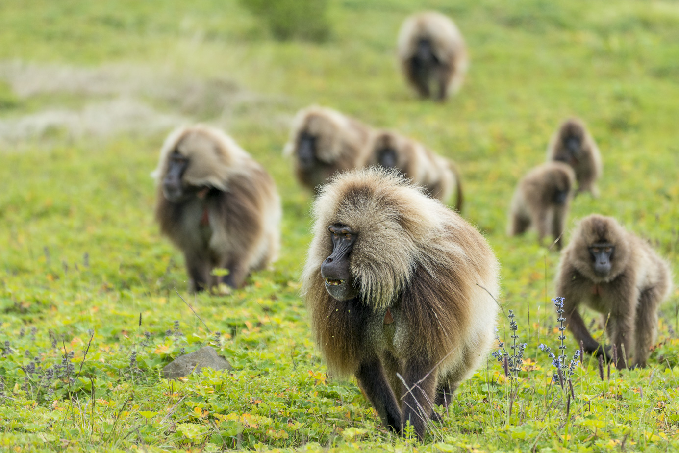 fotoreise-aethiopien-fotosafari-ethiopia-blutbrustpavian-Gelada-45