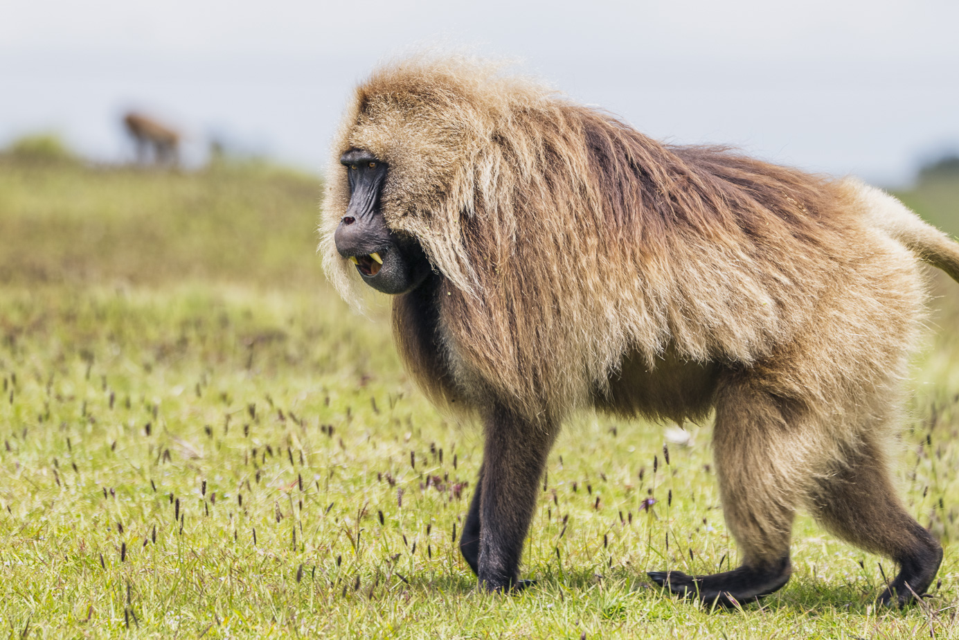 fotoreise-aethiopien-fotosafari-ethiopia-blutbrustpavian-Gelada-46