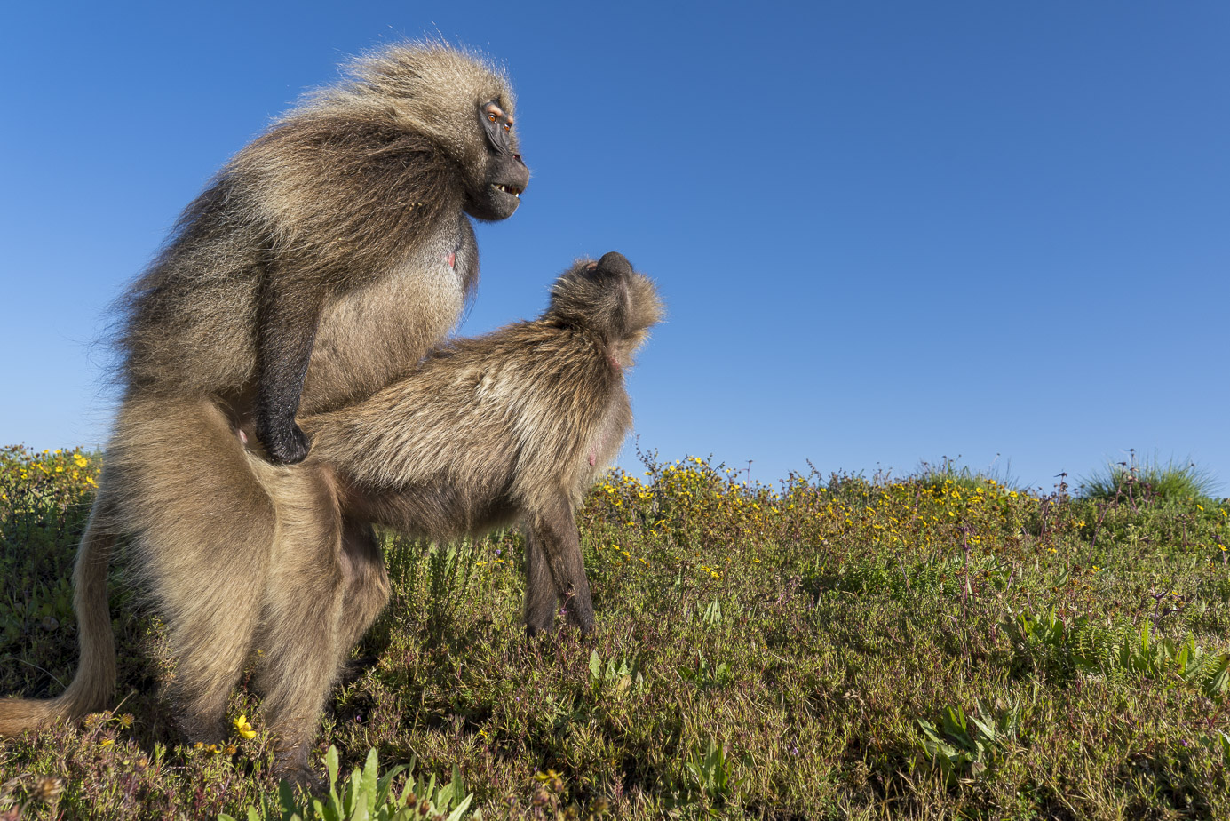 fotoreise-aethiopien-fotosafari-ethiopia-blutbrustpavian-Gelada-47