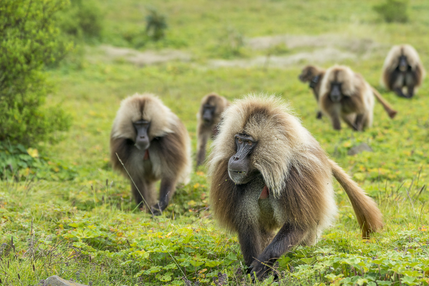 fotoreise-aethiopien-fotosafari-ethiopia-blutbrustpavian-Gelada-50