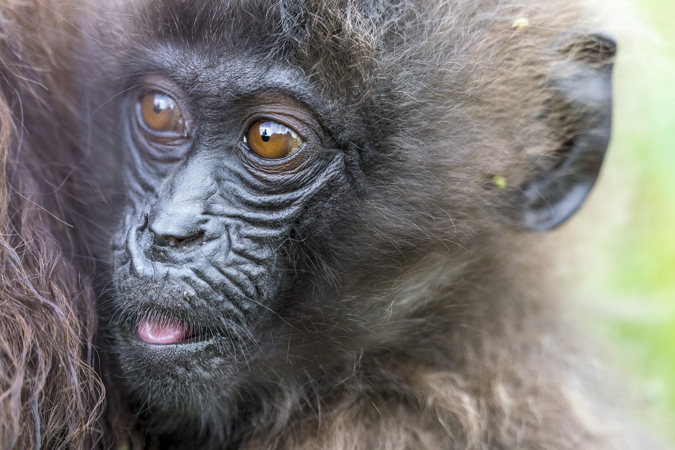 fotoreise-aethiopien-fotosafari-ethiopia-blutbrustpavian-Gelada-51