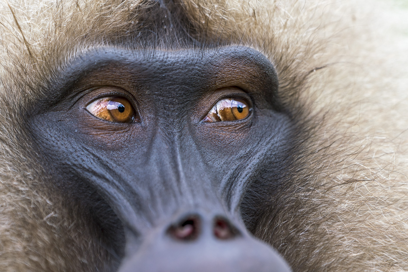 fotoreise-aethiopien-fotosafari-ethiopia-blutbrustpavian-Gelada-53