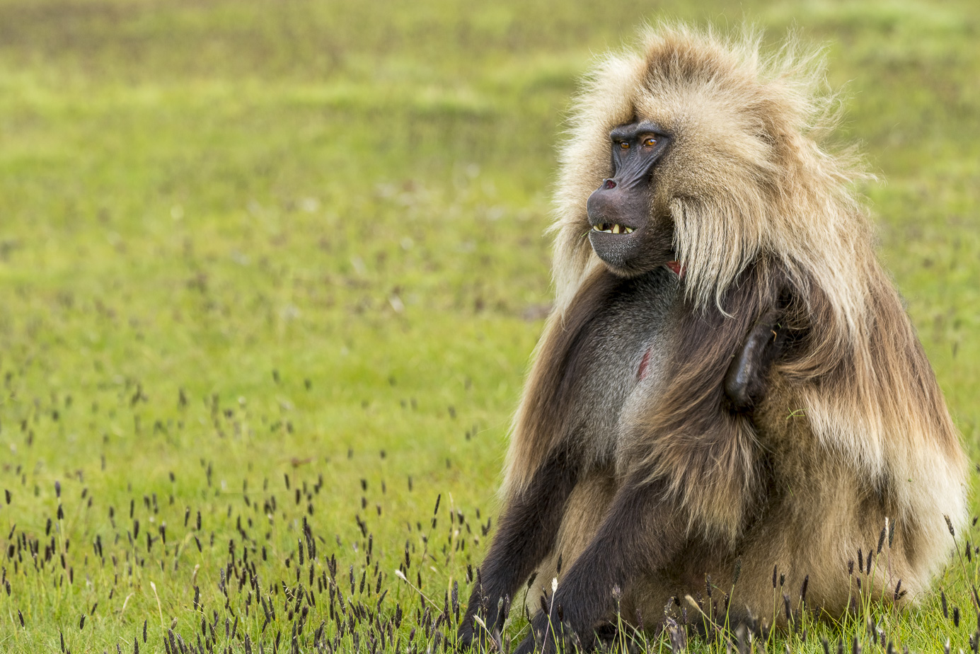fotoreise-aethiopien-fotosafari-ethiopia-blutbrustpavian-Gelada-55