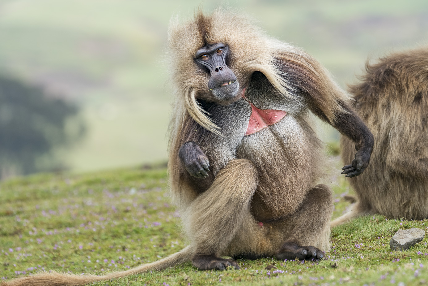 fotoreise-aethiopien-fotosafari-ethiopia-blutbrustpavian-Gelada-57